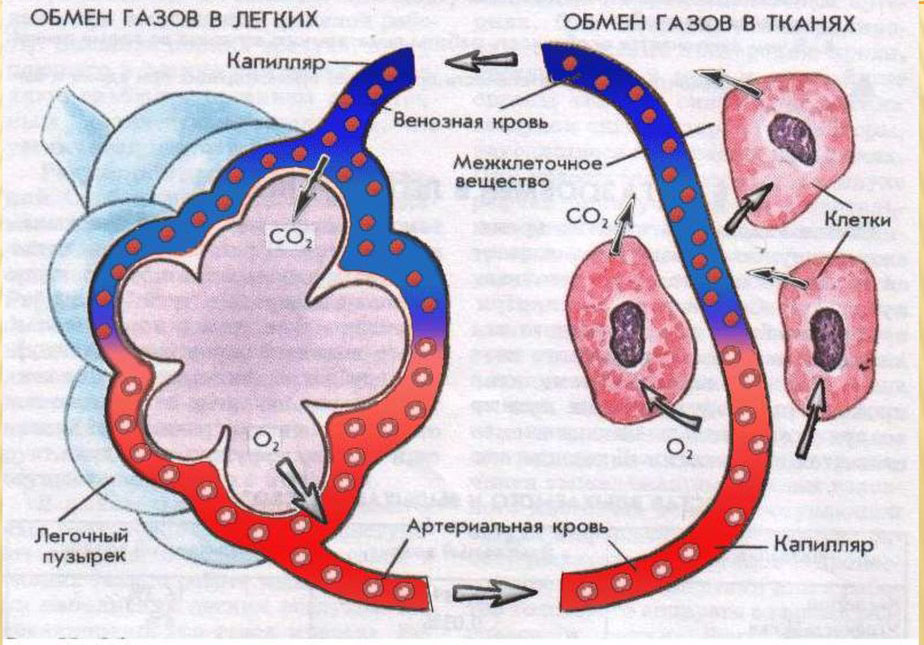 Газообмен какие клетки